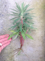 Euphorbia glauca