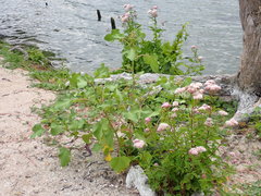 Xanthium orientale riparium