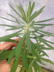 Euphorbia glauca
