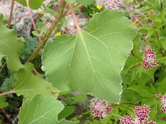 Xanthium orientale riparium