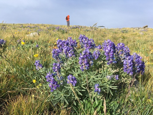 mountain lupine (Lupinus monticola)