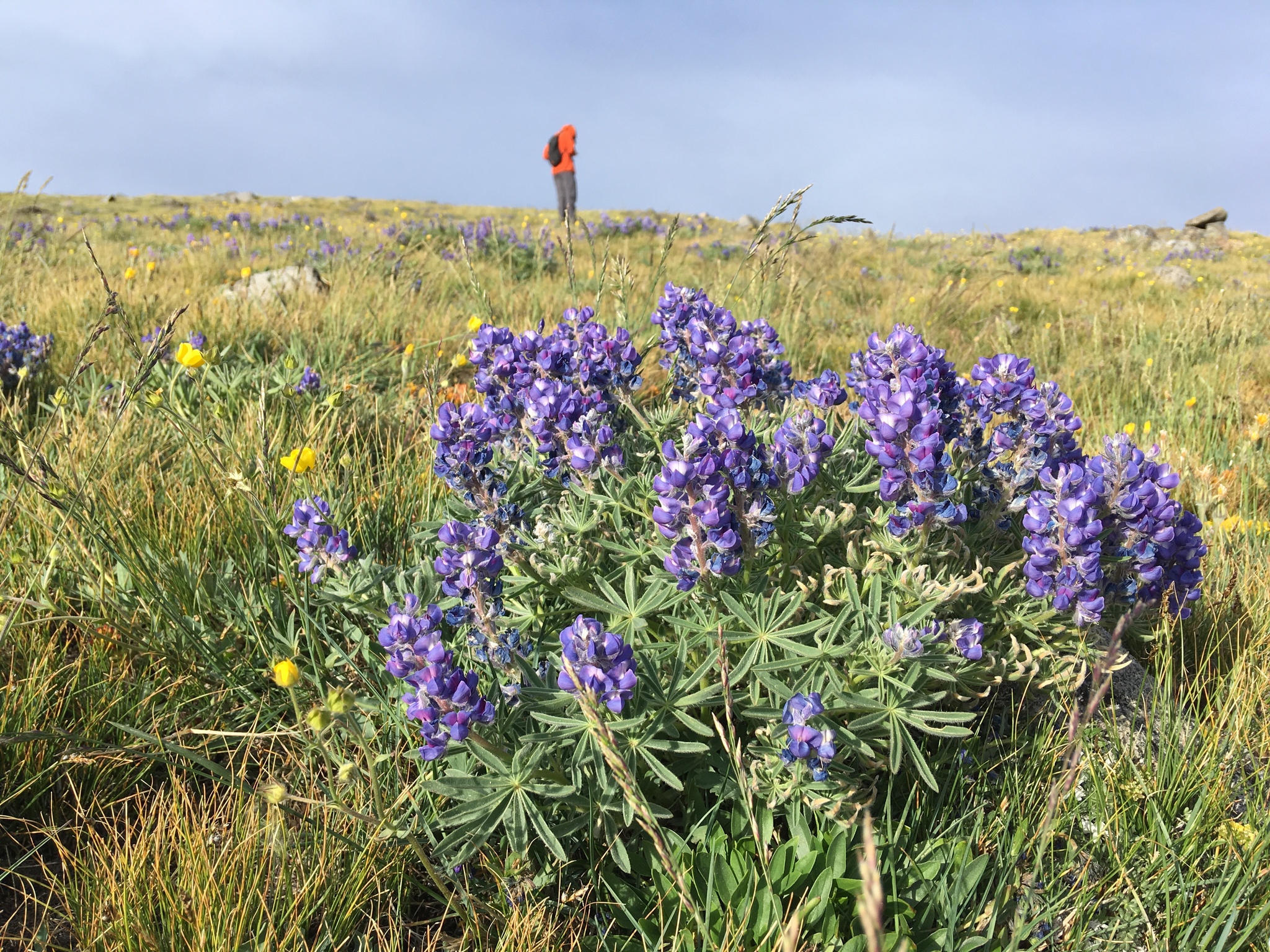 Lupinus monticola