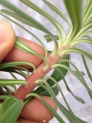 Euphorbia glauca
