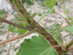 Xanthium orientale riparium