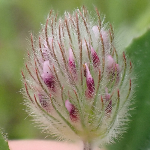 Image of Trifolium albopurpureum by no rights reserved