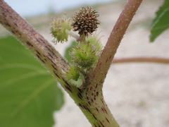 Xanthium orientale riparium