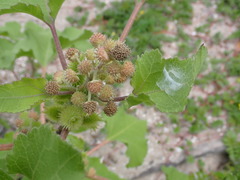 Xanthium orientale riparium