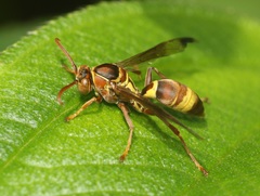 Polistes stigma tamulus