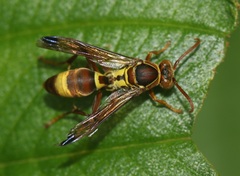 Polistes stigma tamulus
