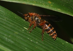 Megacampsomeris ceylonica