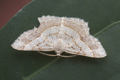 Calletaera basipuncta