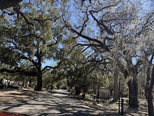 Spanish moss