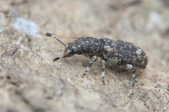 Eucorynus crassicornis