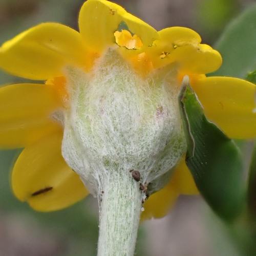 San Joaquin Adobe Sunburst (Pseudobahia peirsonii)