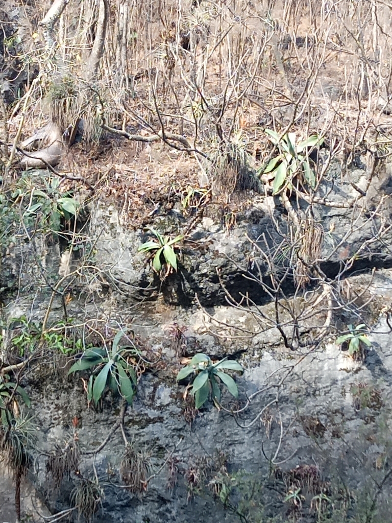 Agave servandoana