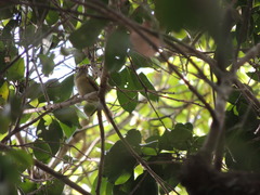Tunchiornis ochraceiceps