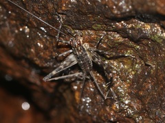 Paranemobius