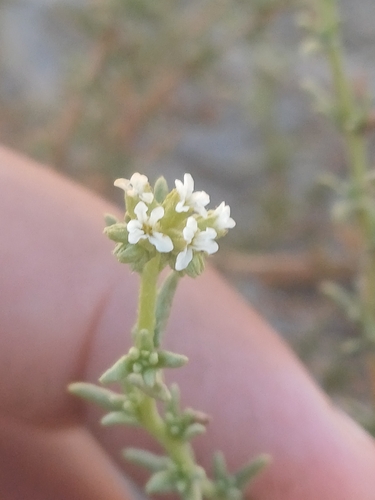 Heliotropium chenopodiaceum (Heliotropium chenopodiaceum)