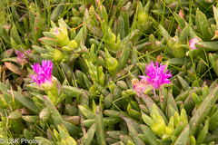 Carpobrotus virescens, photograph author not stated, no rights reserved