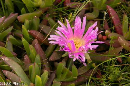 Carpobrotus virescens, photograph 5