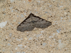 Digrammia gnophosaria