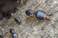 Macrotermes carbonarius