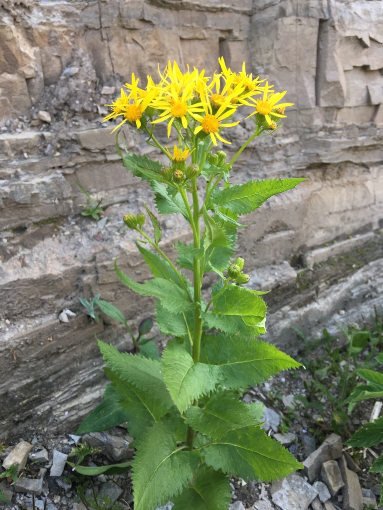 Arrowleaf Senecio