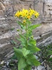 Arrowleaf Senecio - Photo (c) Evan Lipton, some rights reserved (CC BY-NC), uploaded by Evan Lipton