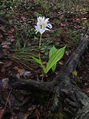 Govenia liliacea