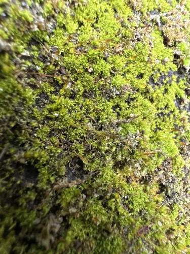 Tortula obtusifolia observed 2025-03-30