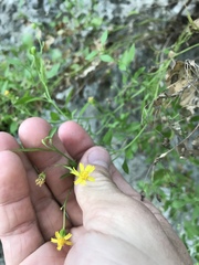 Perityle lindheimeri