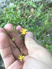 Perityle lindheimeri