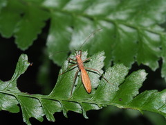 Phaenacantha marcida