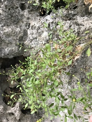 Perityle lindheimeri