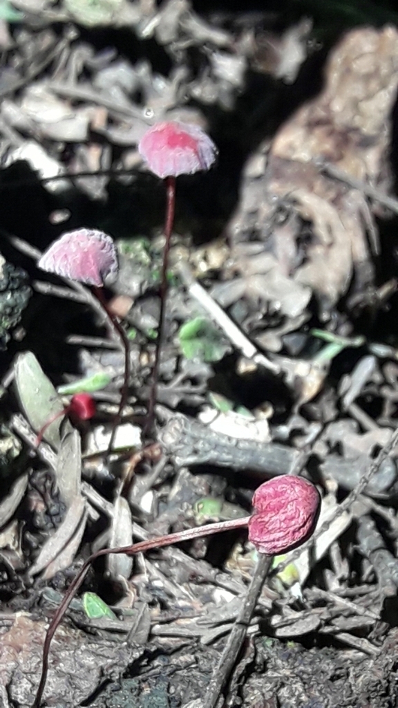 Marasmius haematocephalus · March 2025 · photo: © analiabelaus (iNaturalist, cc0)