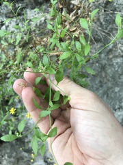 Perityle lindheimeri