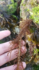 Cumagloia andersonii
