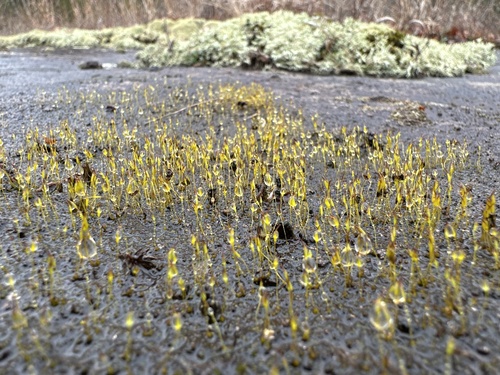 Tortula obtusifolia observed 2025-03-30