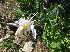 Aquilegia coerulea