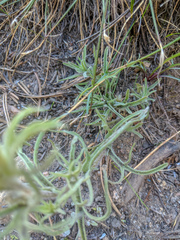 Castilleja nana