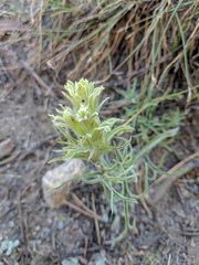 Castilleja nana