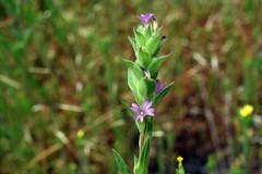 Epilobium densiflorum