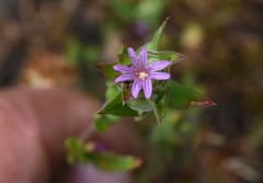 Epilobium densiflorum
