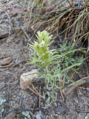 Castilleja nana