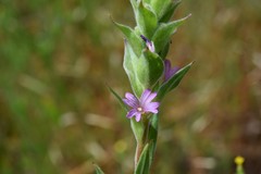 Epilobium densiflorum