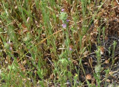 Epilobium densiflorum