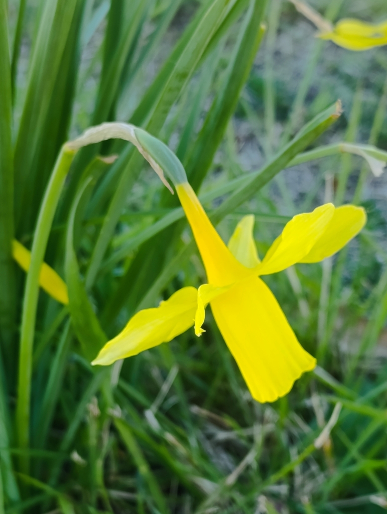 Narcissus × dezanus