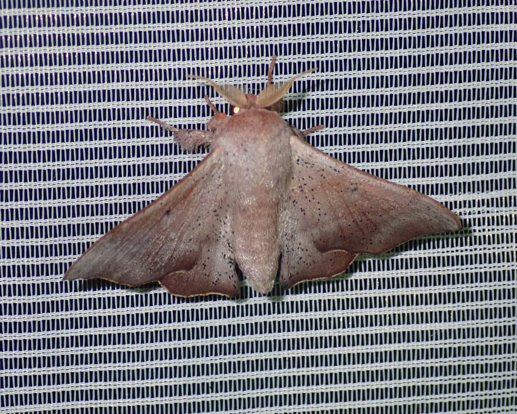 Lacosoma miradorensis