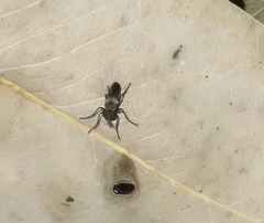 Coleomyia
