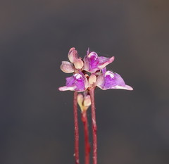 Utricularia caerulea